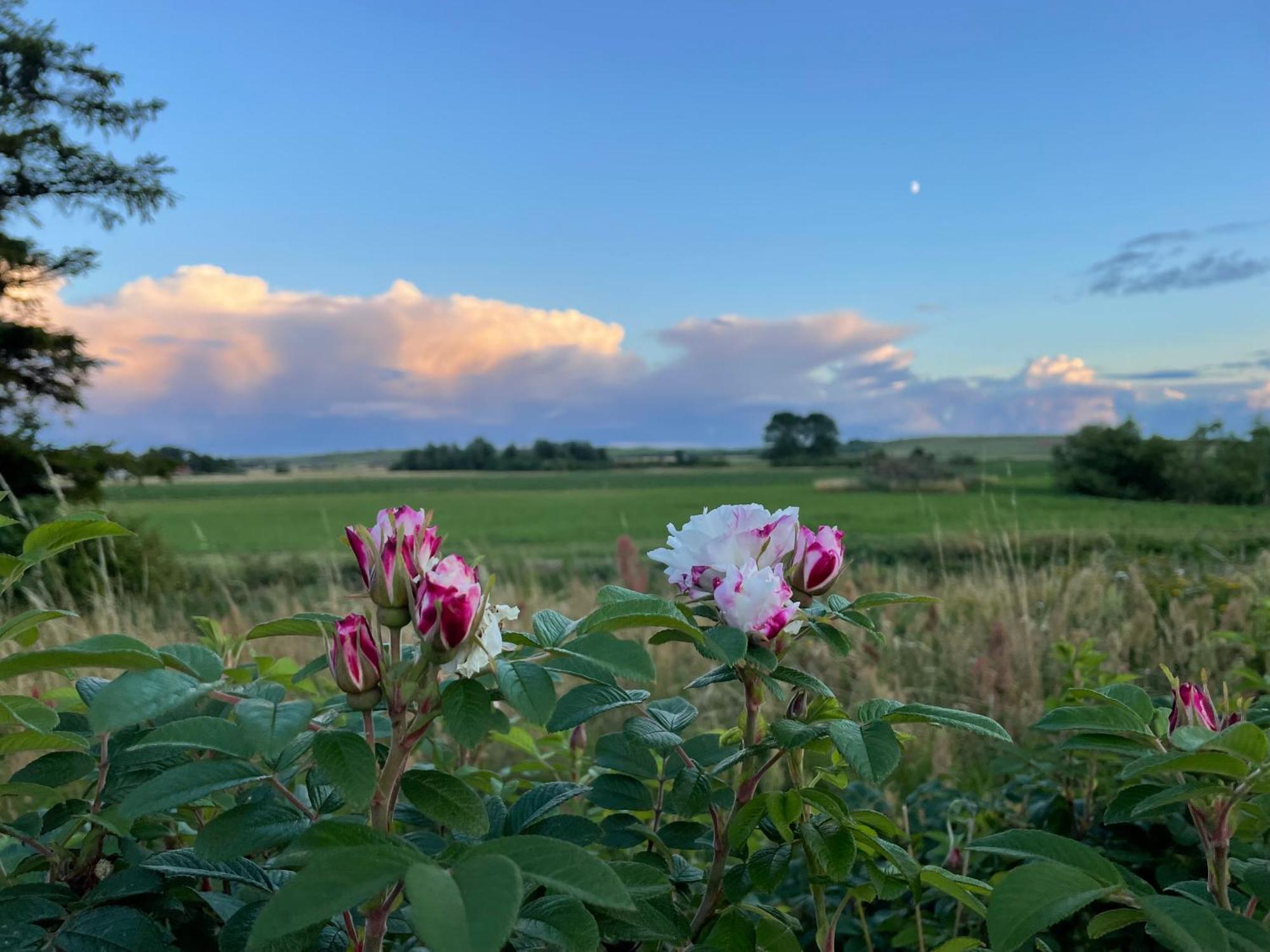 Droemhus Pa Oesterlen Glemminge ภายนอก รูปภาพ